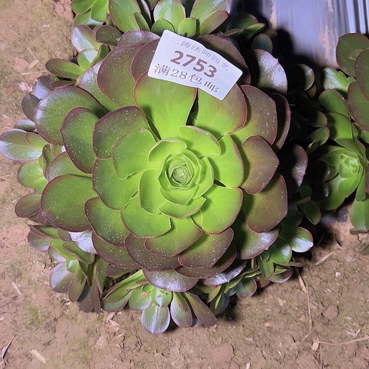 2753魅金玫瑰多肉植物2号