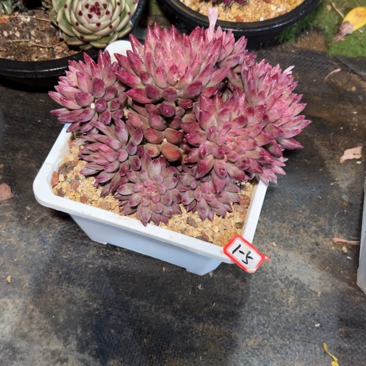 精品多肉植物老桩虞美人