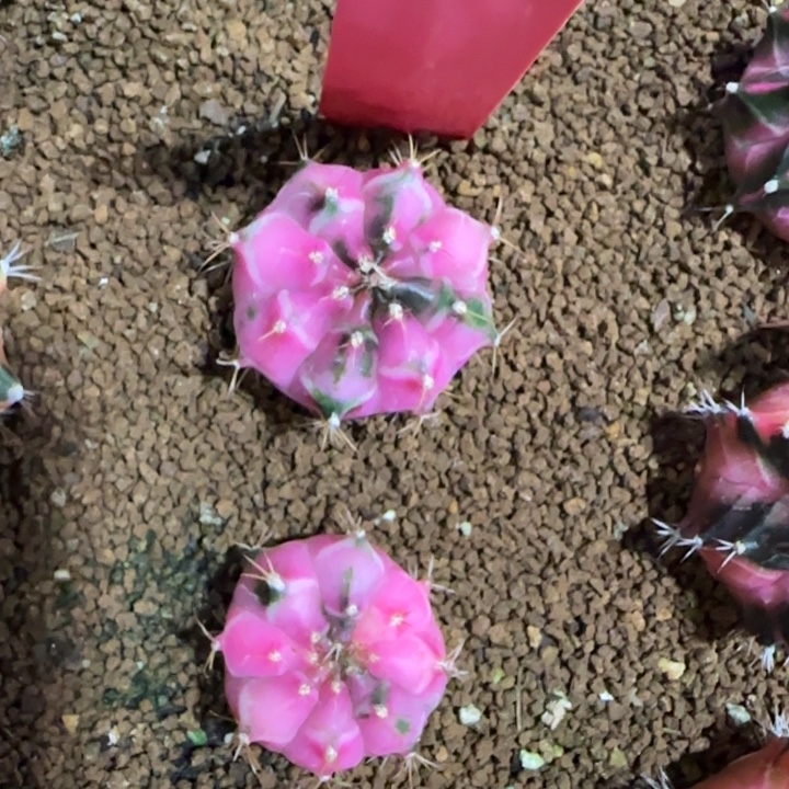 45-1230泰国发货多肉