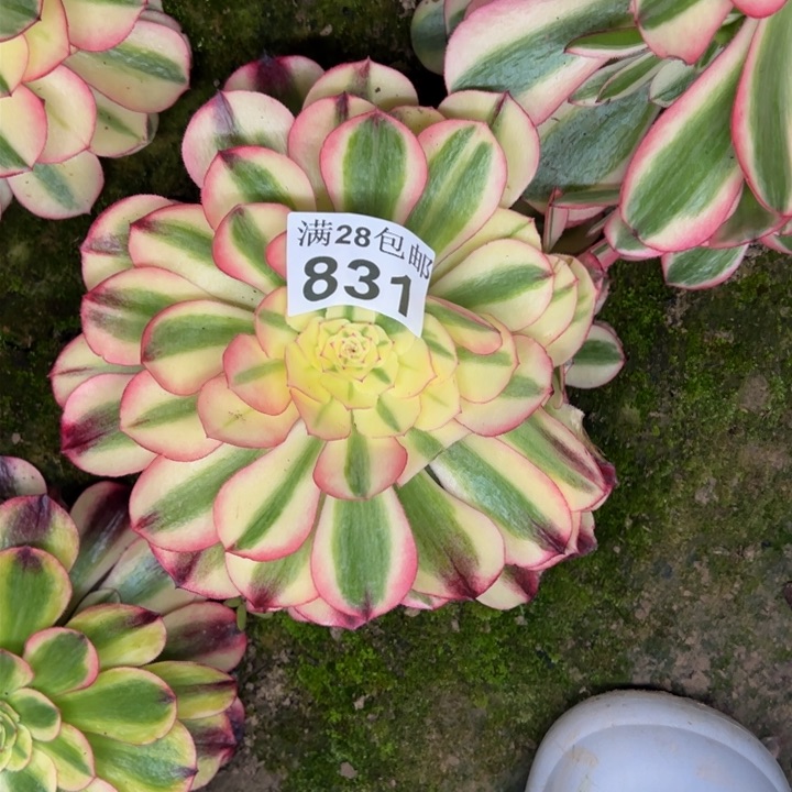 831南倾城多肉植物