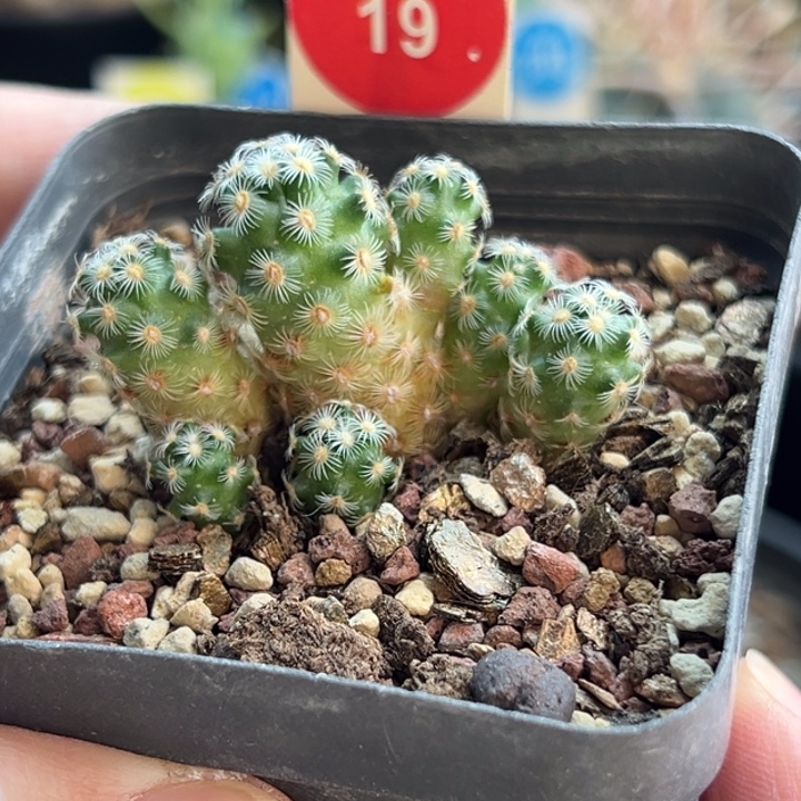 七头沙煲尤群一棵
