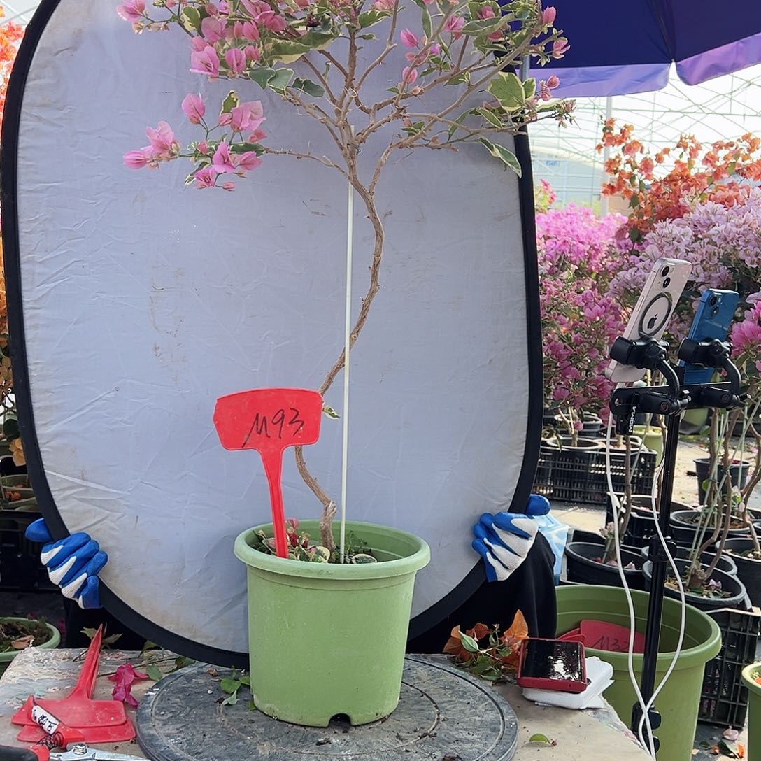 掌***姐大部分花苞少量开放M93小斑叶丽人