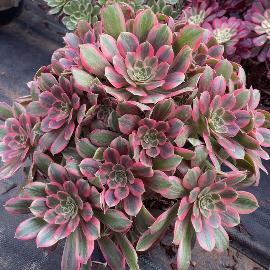 119浣纱大捧花精品法师多肉