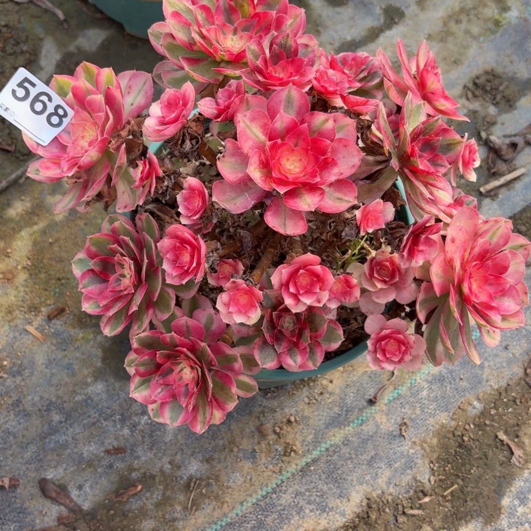 568大倾城多肉植物福利