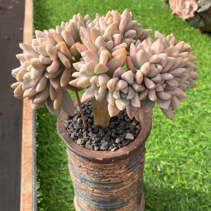 多肉植物 淡雪锦-4