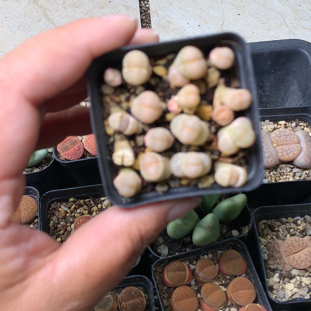 T584多肉植物保护研究所