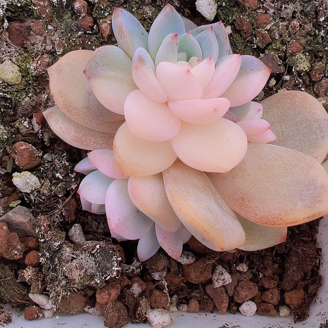 梦露锦19包邮多肉植物
