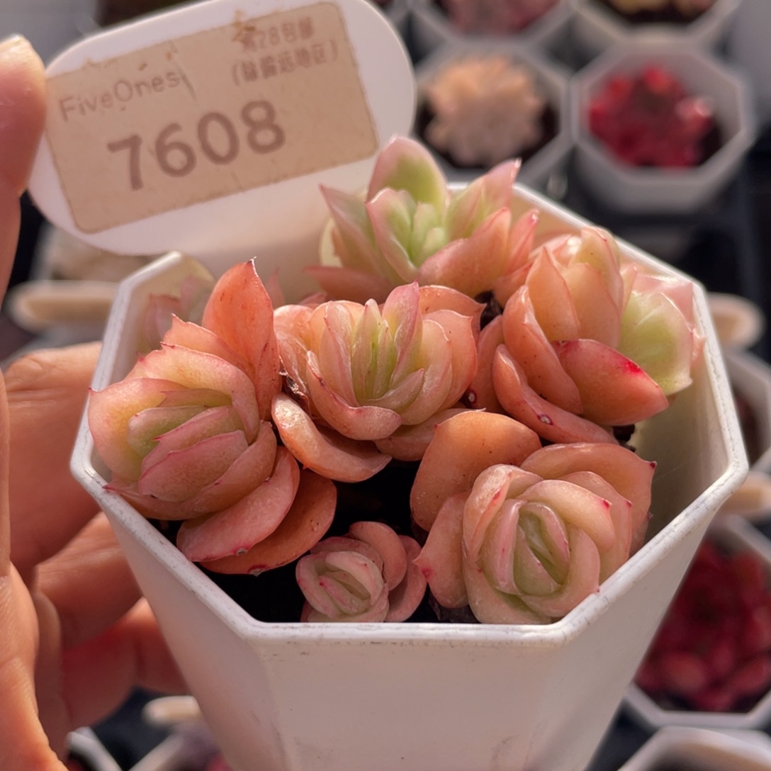 冰玫瑰群7608-6.5厘米