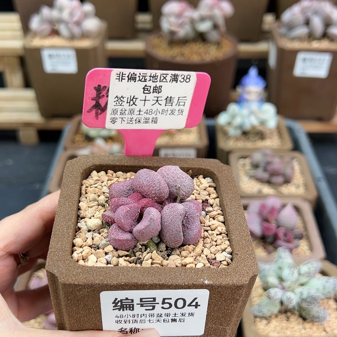 504夏娃多肉植物