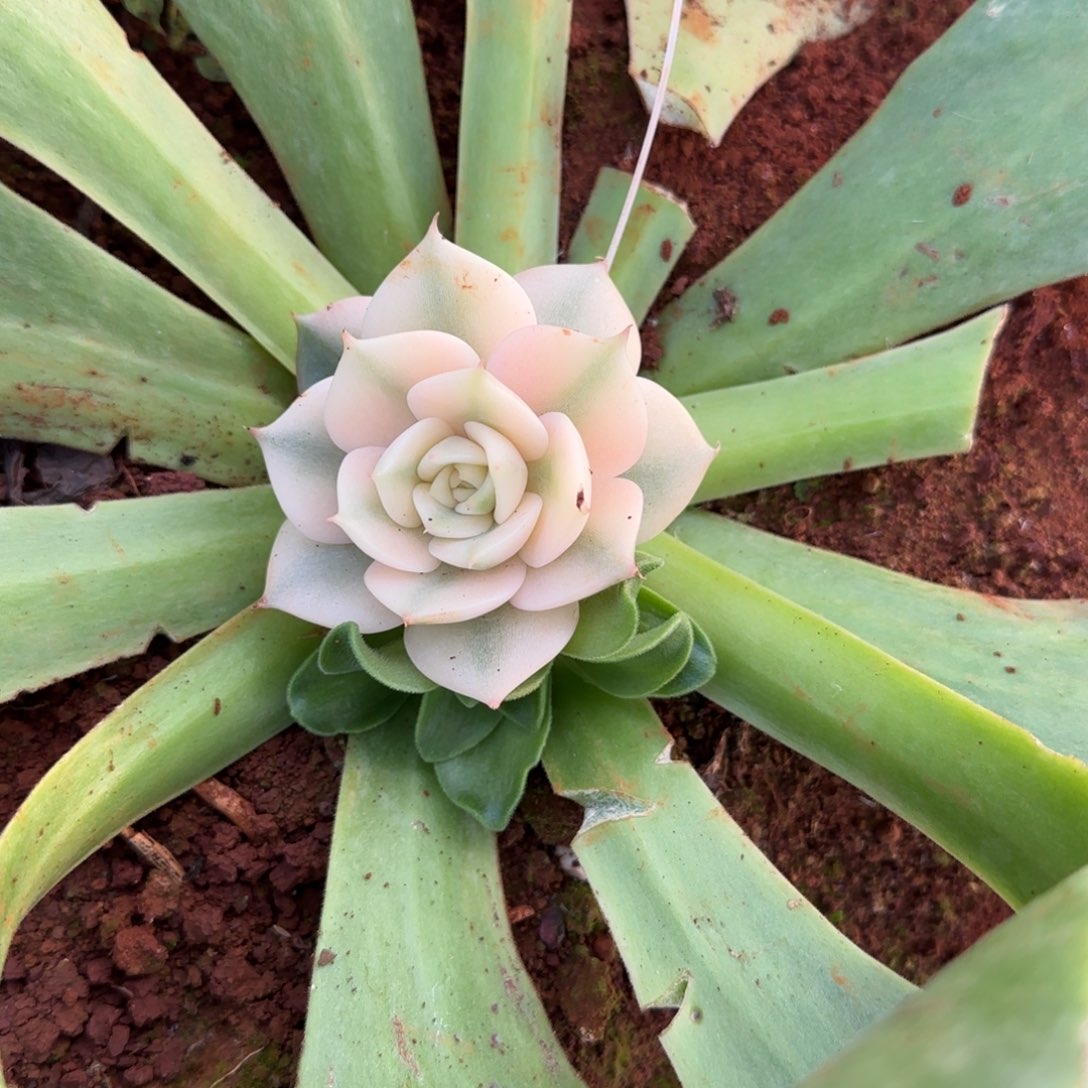 三*贝加尔湖锦   多肉植物