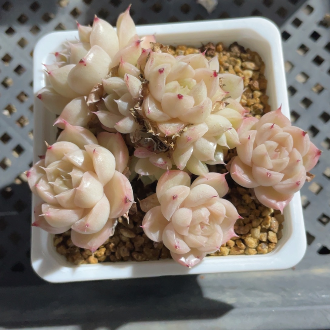 优选白糯麦杆包子2538