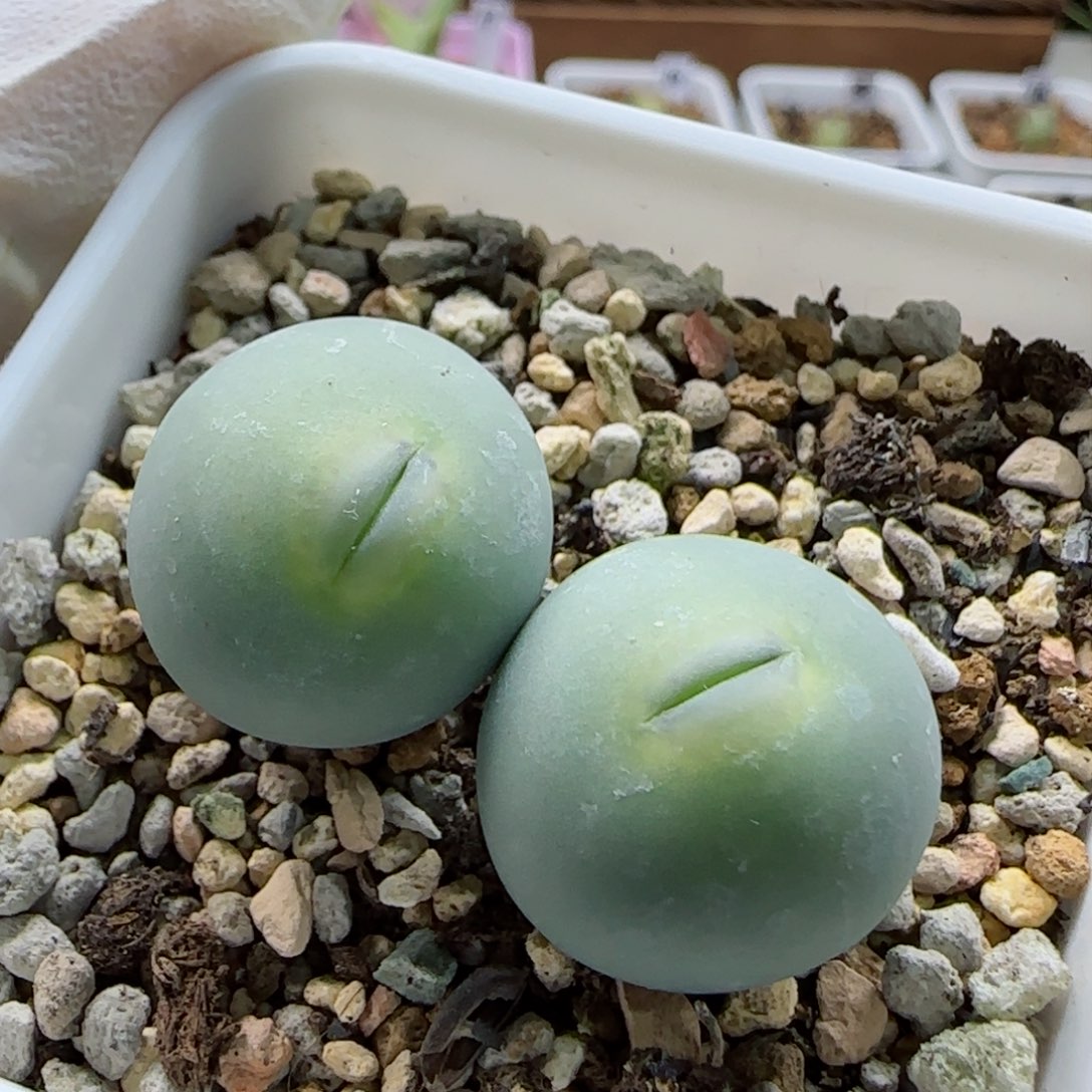 2-9-4-5当天满58包邮大型超嘟嘴2cm脱土