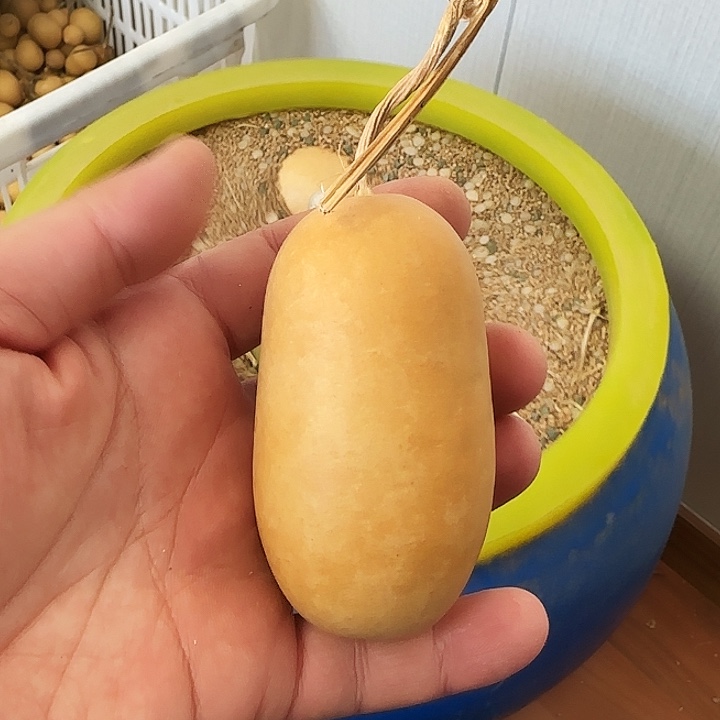 昊阳精品葫芦放漏