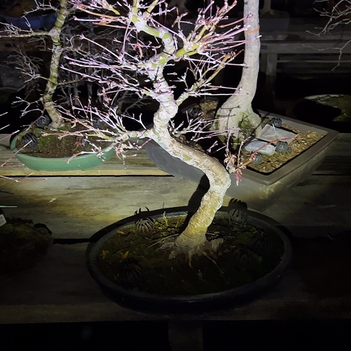 *****无花朵盆景不包邮