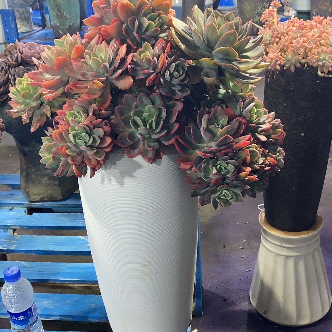 方***️花仙子多肉植物带盆物流自理