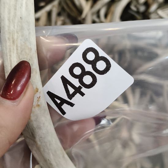 用***6鹿角鹿角鹿角鹿角鹿角鹿角