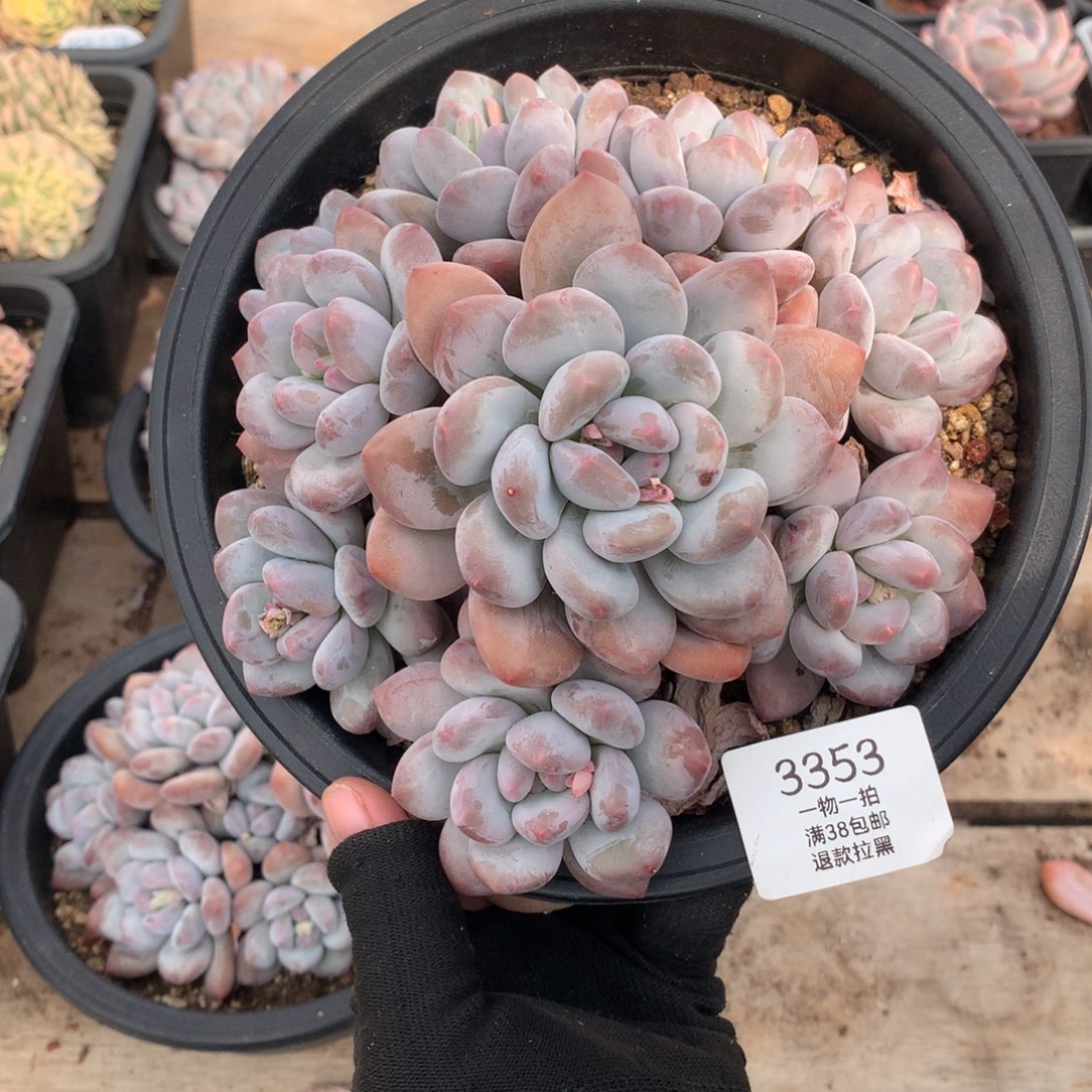 17厘米九头手捧香水多肉3353