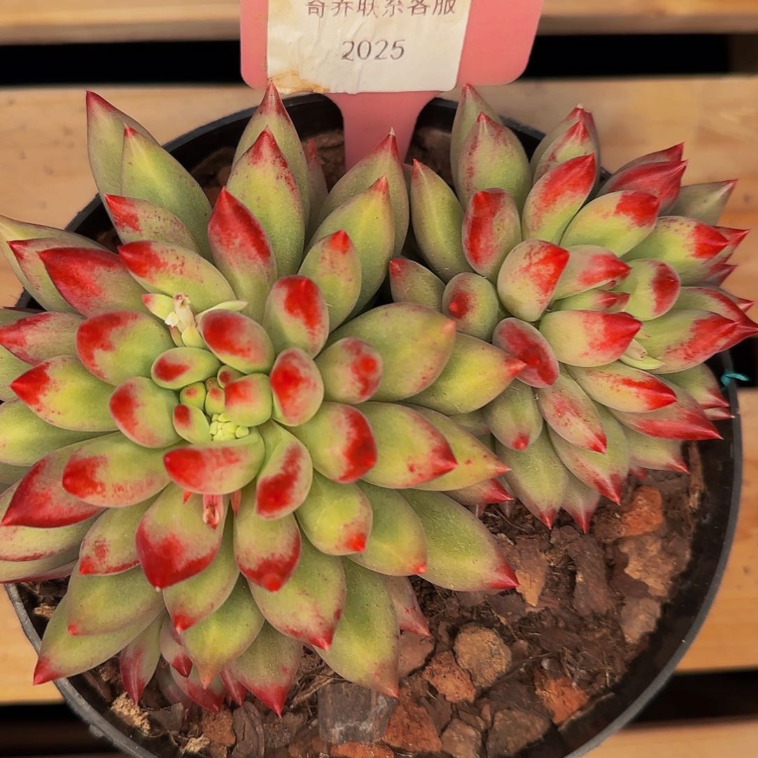 飘**雪啊啊咯嗯哦哦哦哦呃呃呃