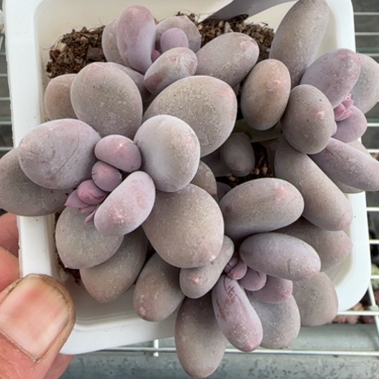 51奶酪一物一拍多肉