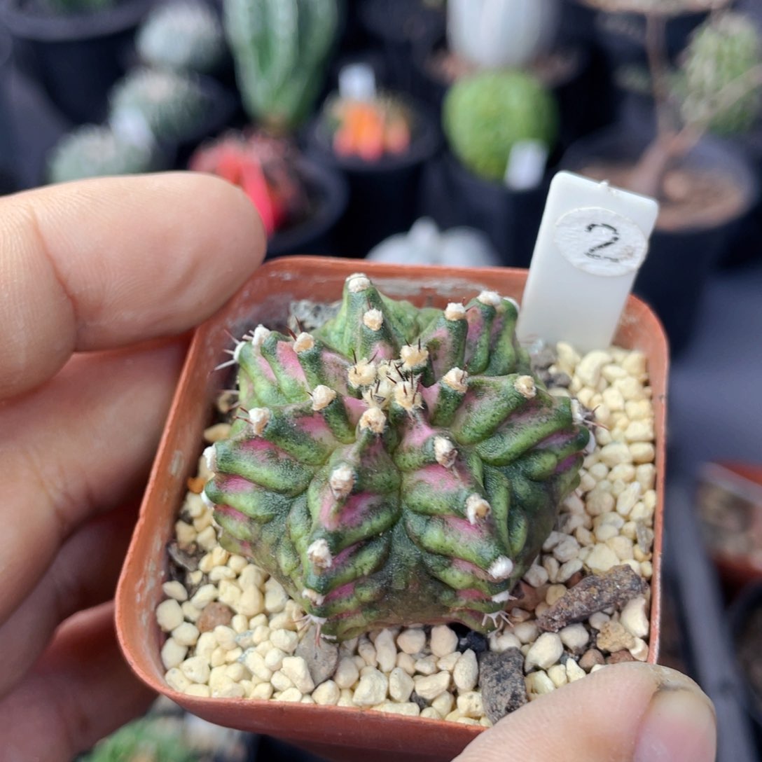 仙人球满28包邮盆5公分粉钻海神