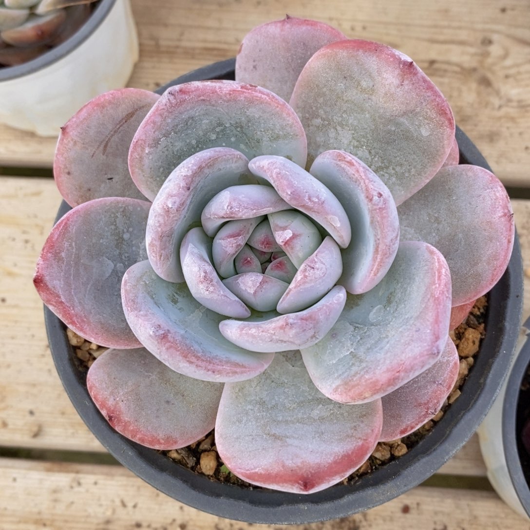 可问主播品种，下滑链接更多品种多肉选择