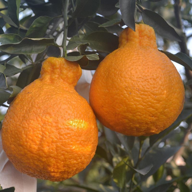 果树苗橘子树苗(丑橘)当年结果南北方地栽盆栽