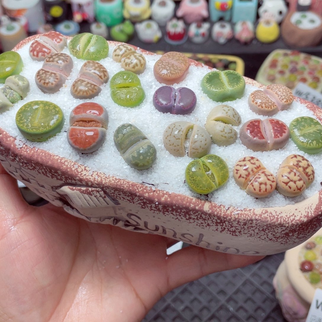 w5392 带盆土发货-零下地区拍保温箱