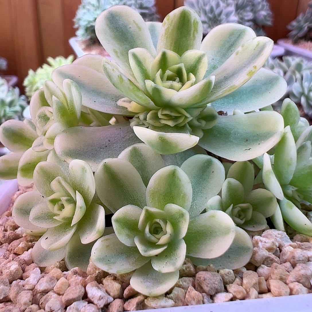 山地玫瑰锦秋夕1244号