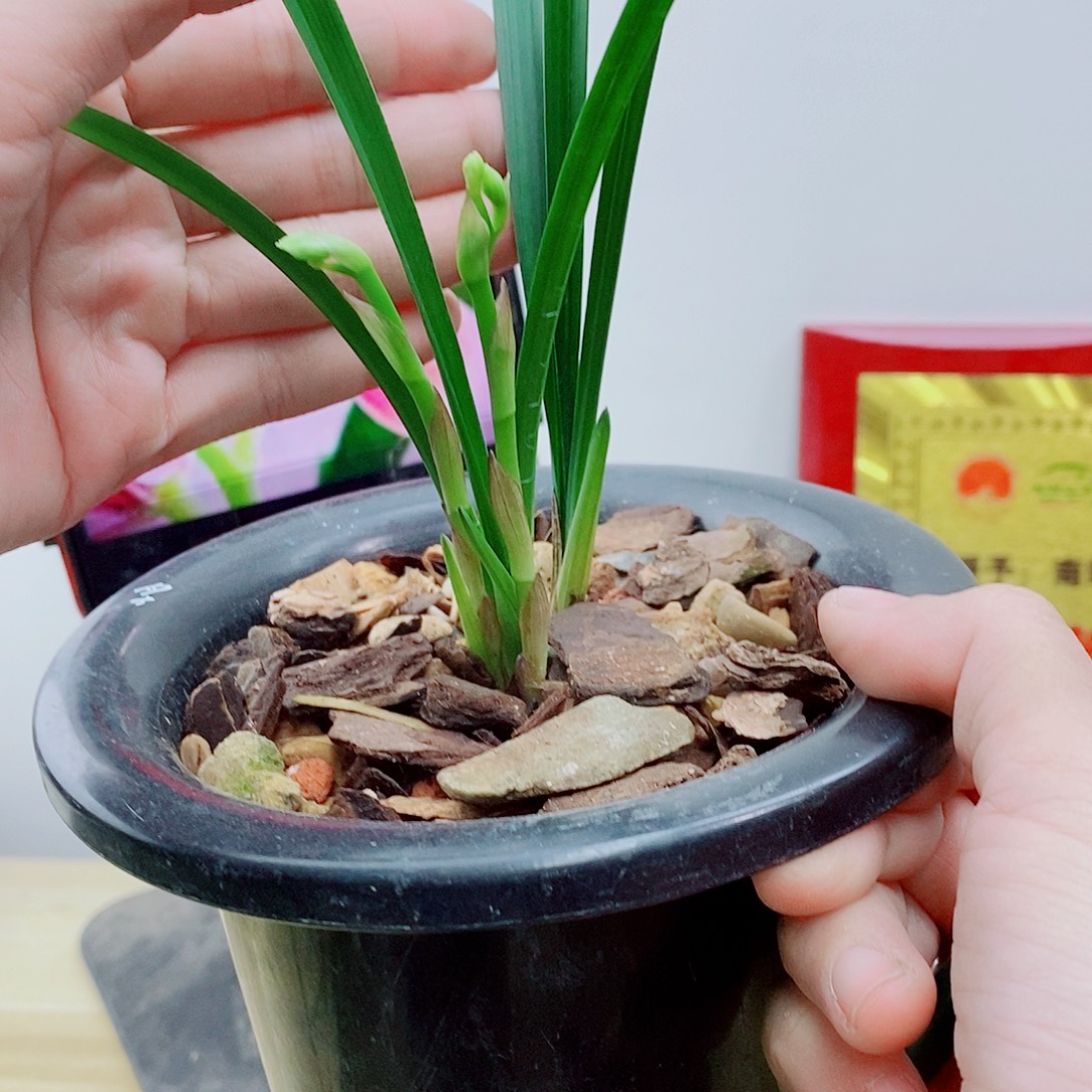 当前无花栽培后可以开花汇