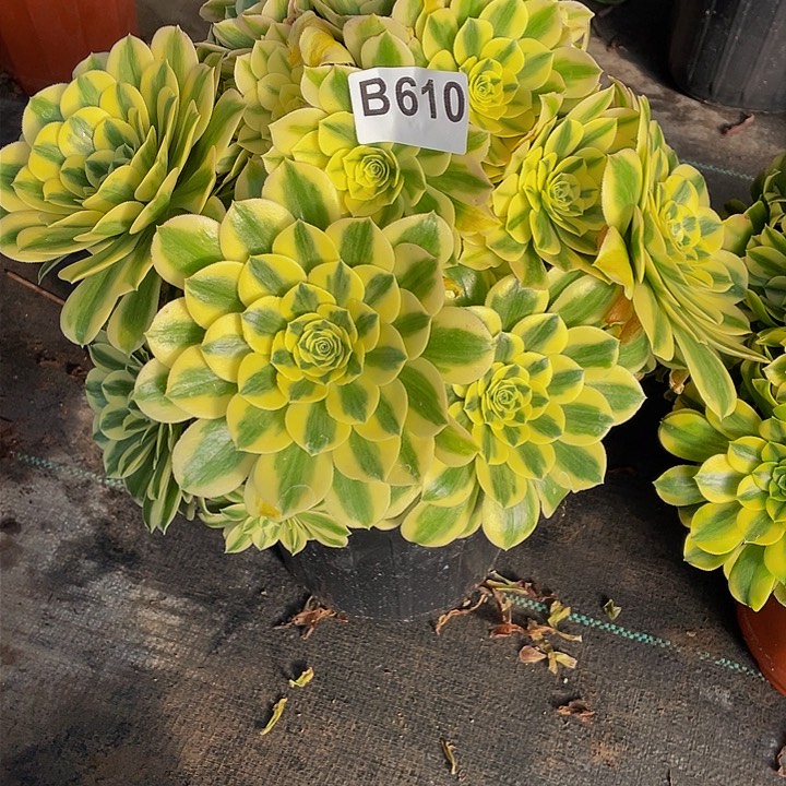 多肉法师610号迈巴赫发货不包损