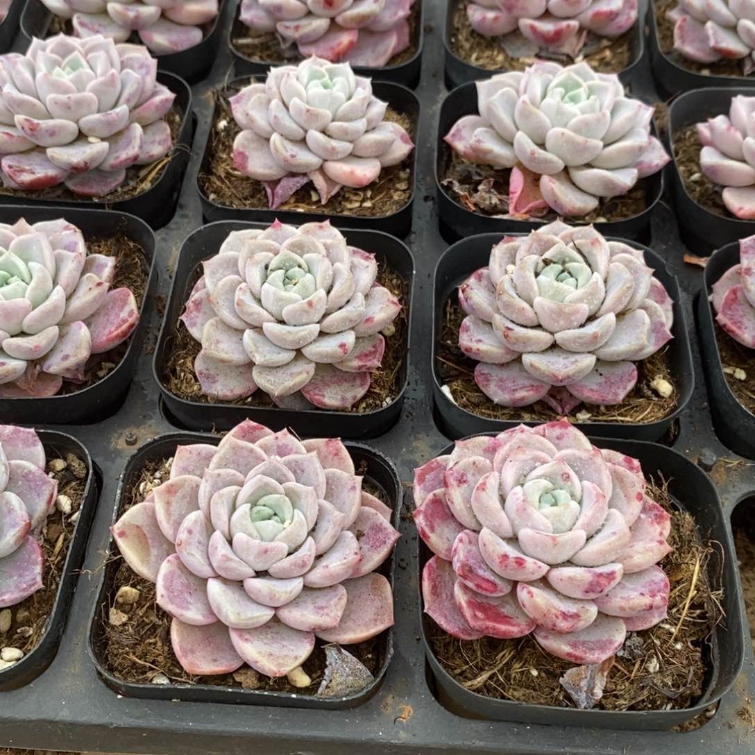 102。小鹿斑比。单头。