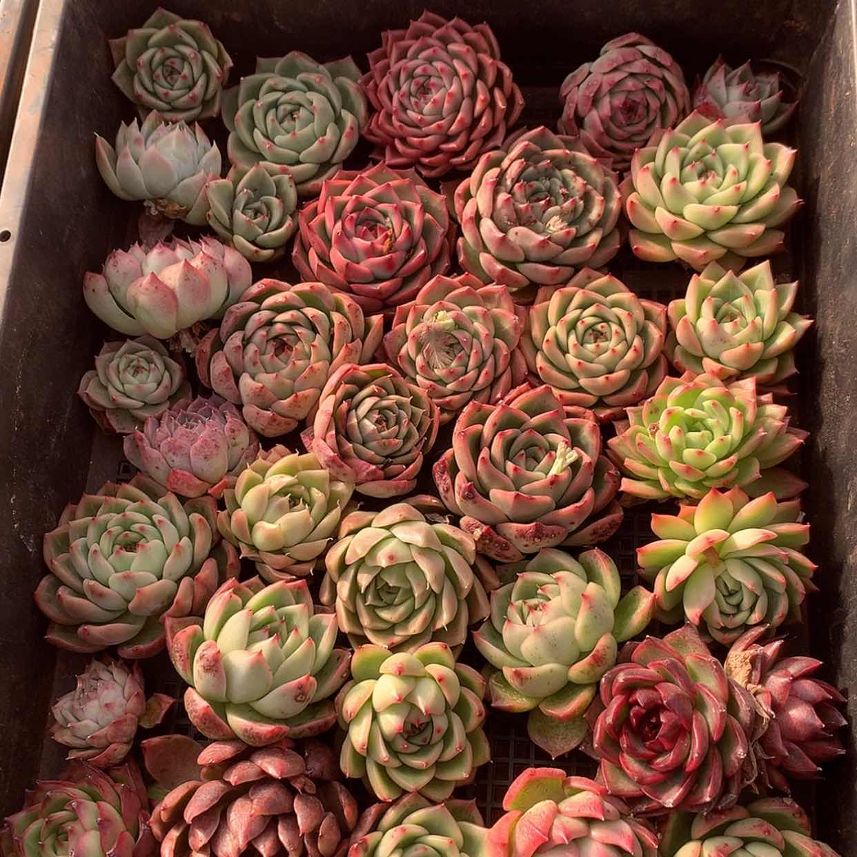 【闪购商品】云74号一筐