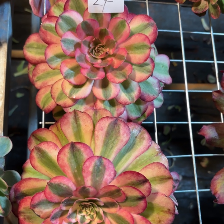 无花朵024特价荔枝单头无根