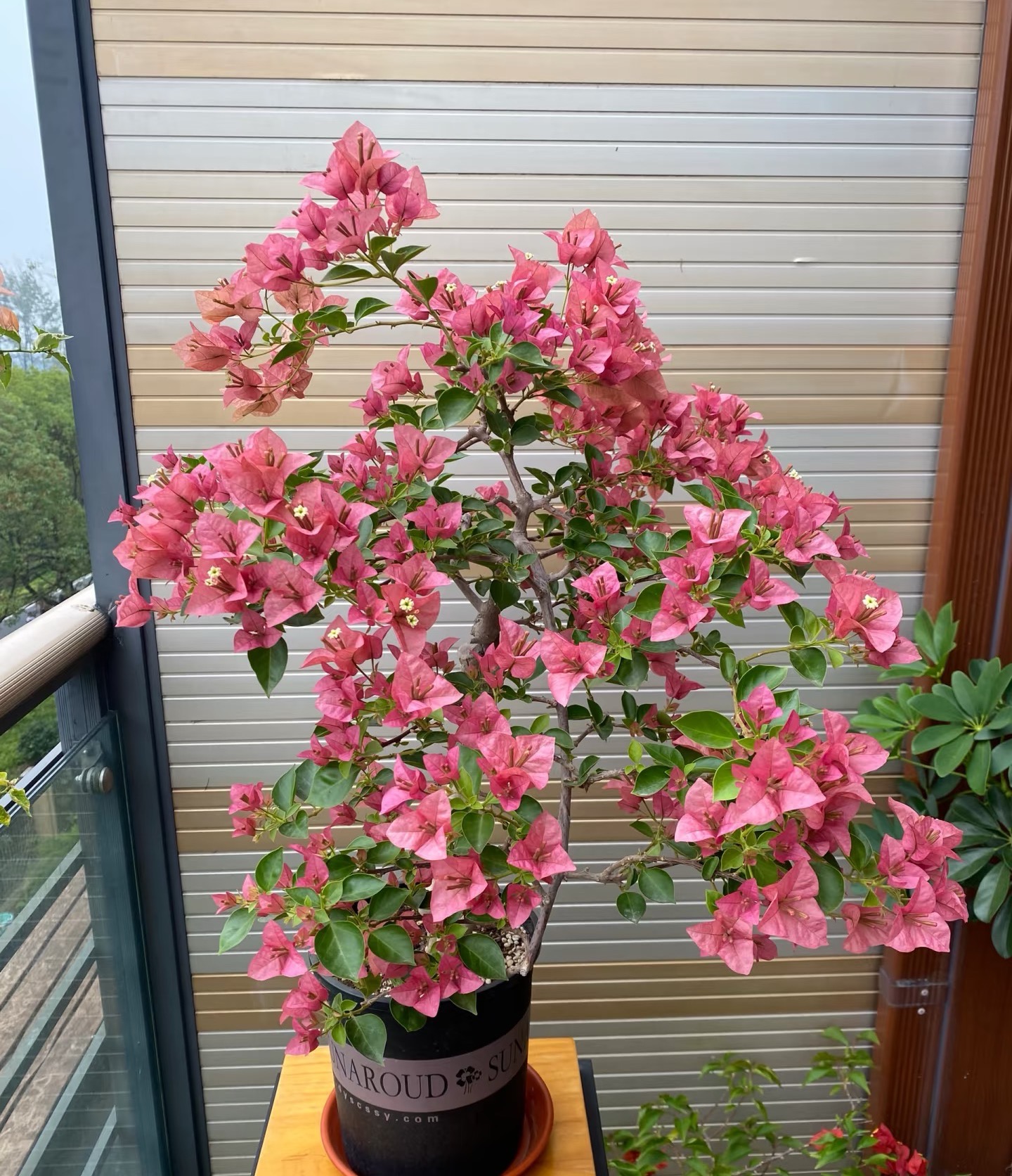 【绿叶米罗1加仑】带盆土观赏勤花耐活三角梅