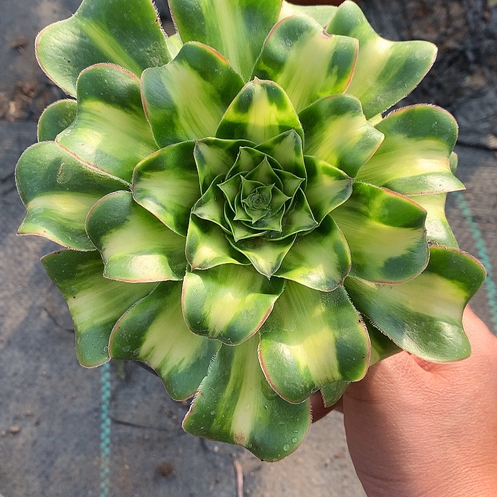 762暴君多肉植物