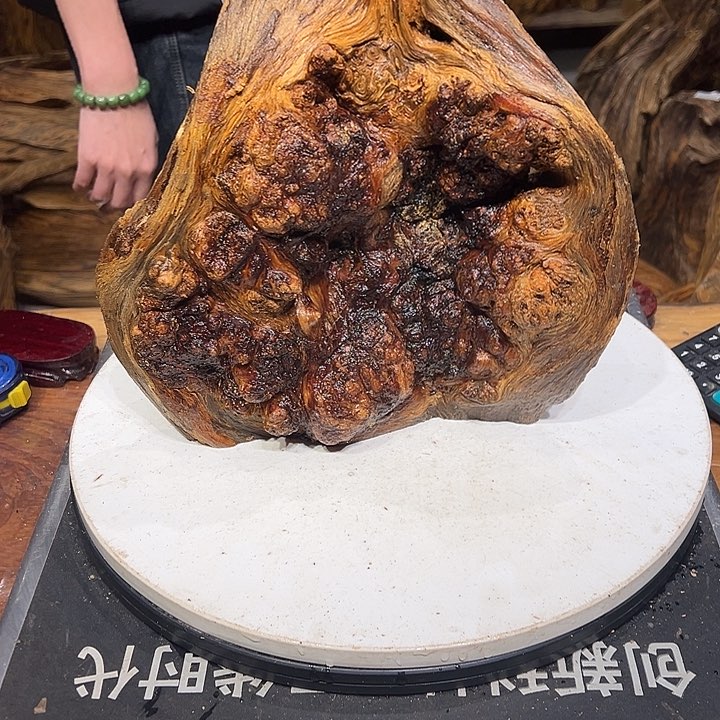 松木（琥珀木）世**态