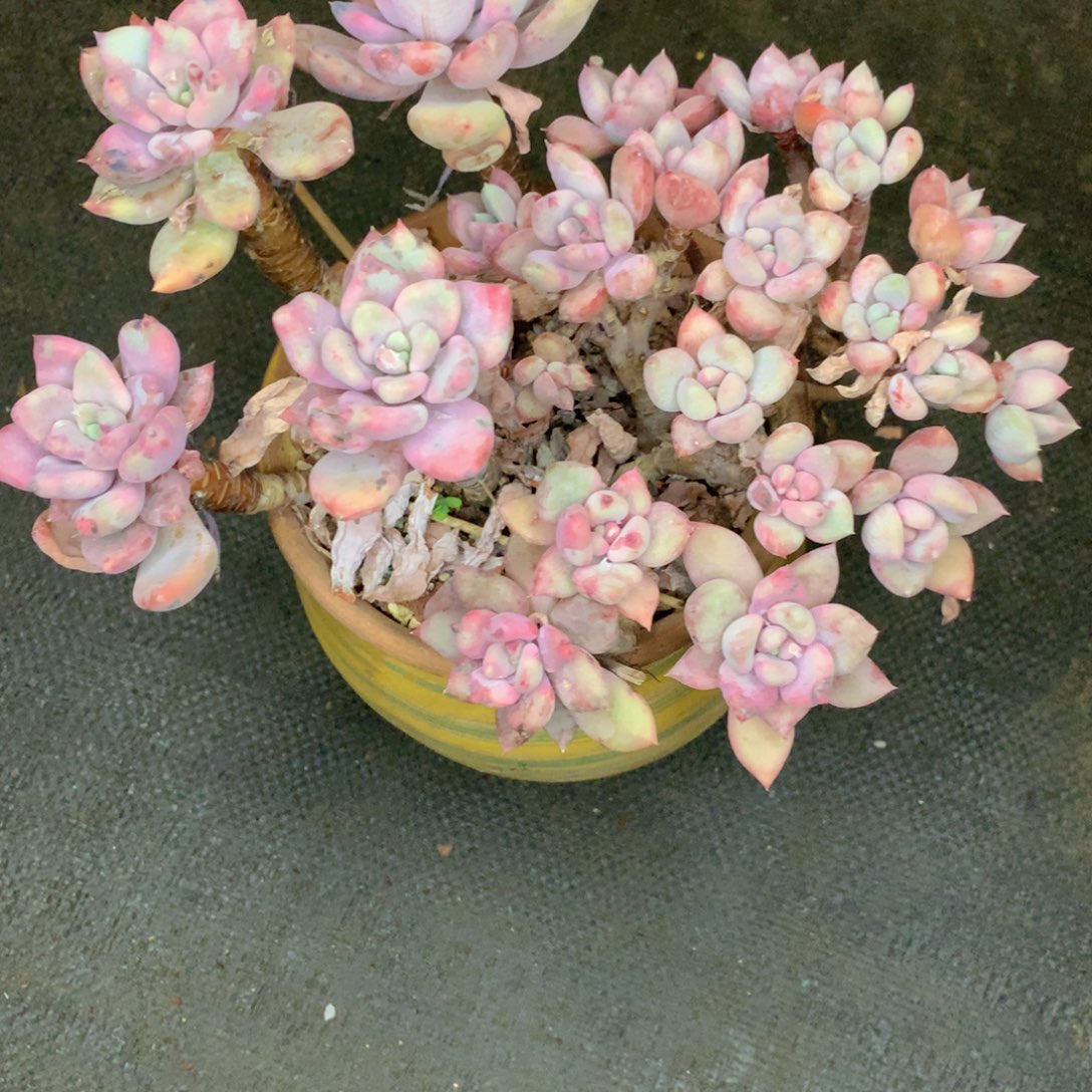 友家多肉一物一拍