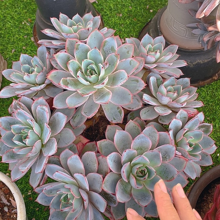 谢谢你的支持0000055