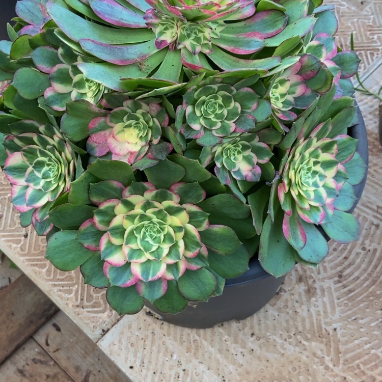 【闪购商品】云*飘6249海王变多肉