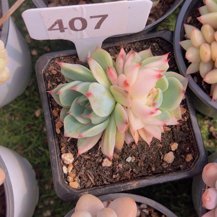 健健康康平平安安