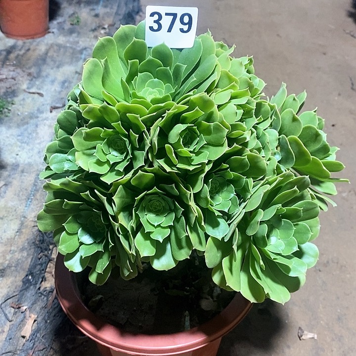 法师植物一物一拍，绿羊绒