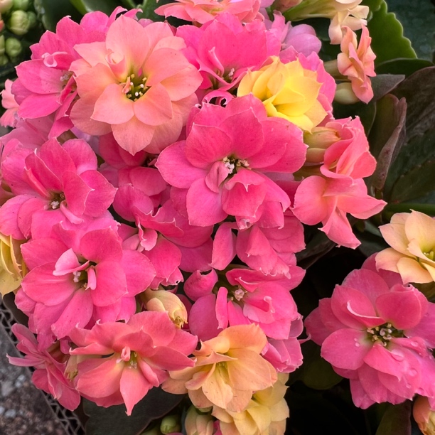 长寿花～【金牌变色龙】120盆(拍够两单发货)