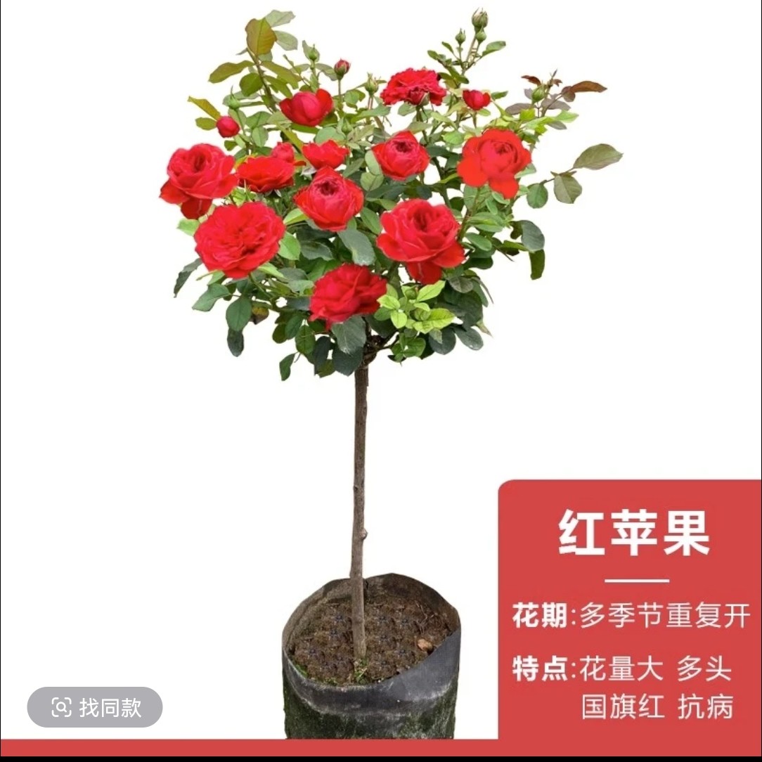 一米高大树桩月季棒棒糖造型四季开花适合阳台庭院盆栽