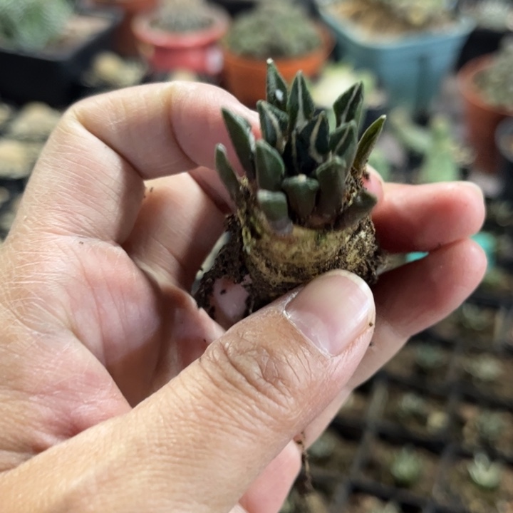 实生黑牡丹好养皮实