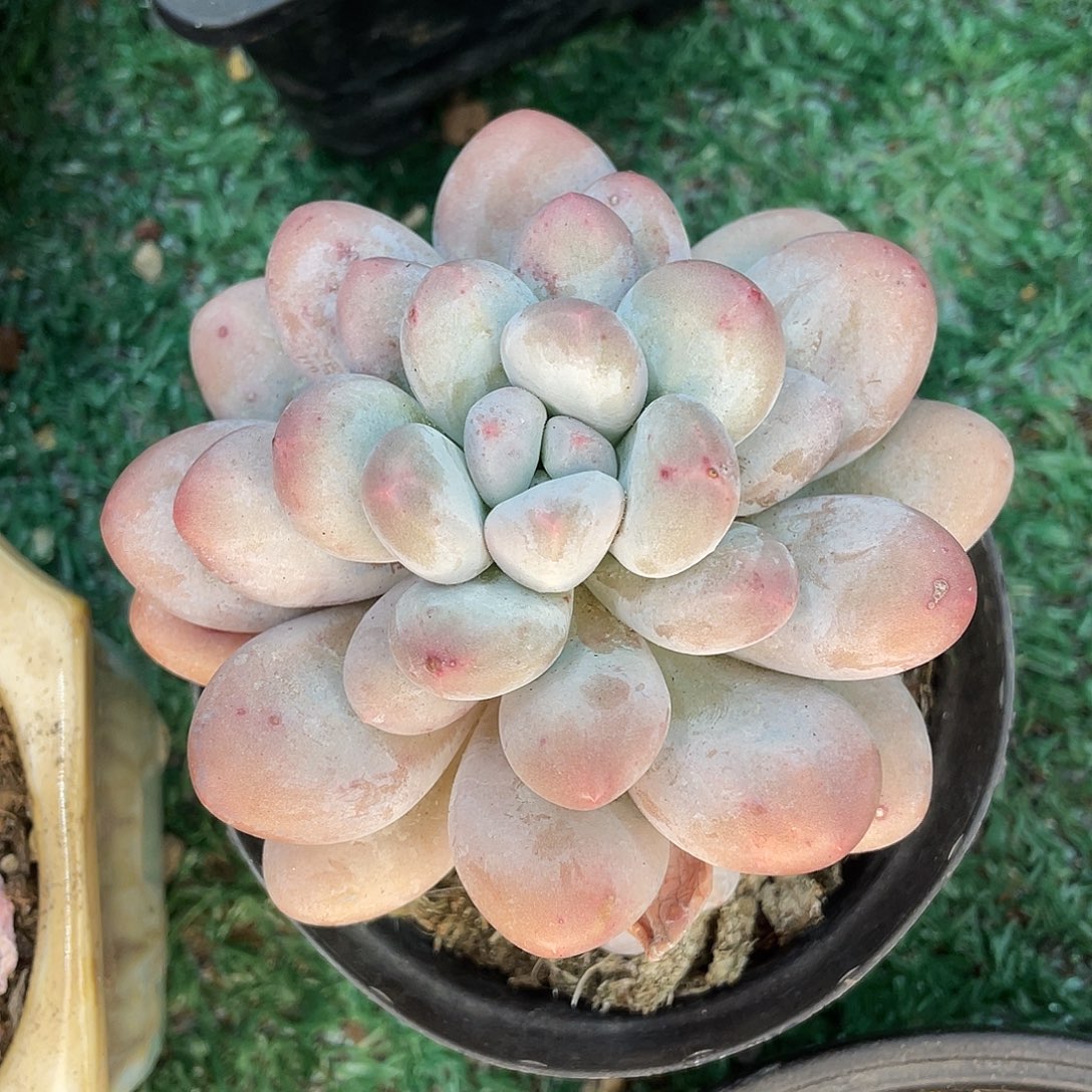 香水一物一拍28包邮非偏远