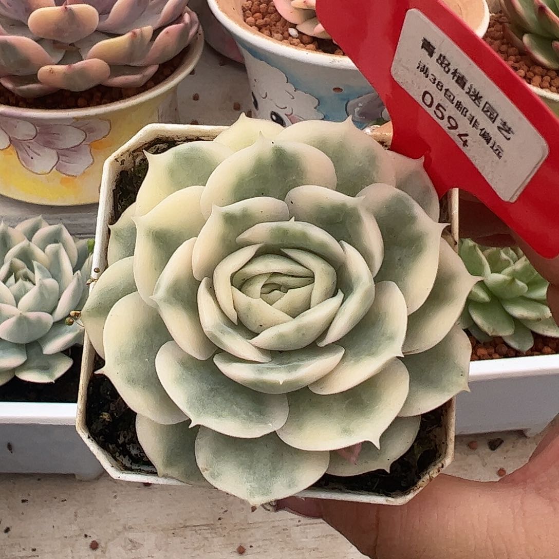 0594昂斯诺锦多肉植物