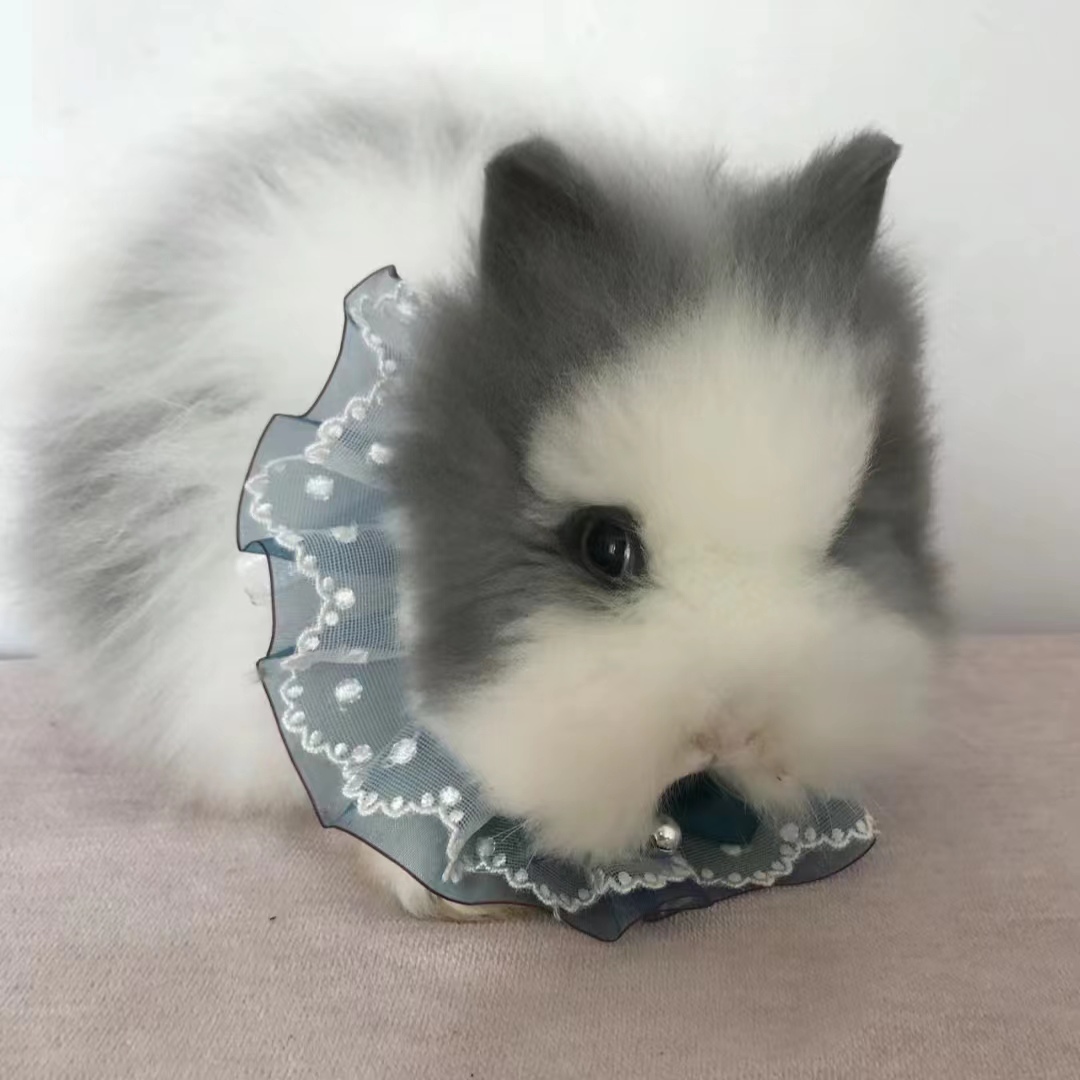 精品猫猫兔活体家养宠物兔子幼体包邮包活