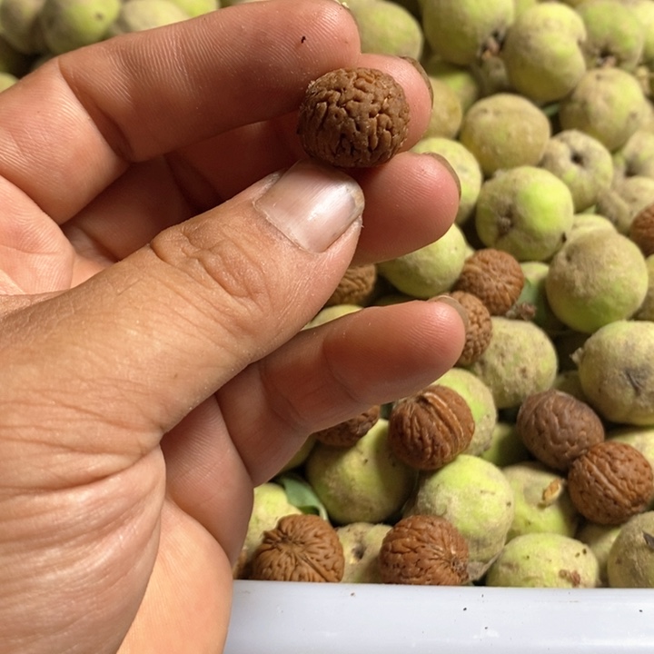 龙鳞苹果散籽40粒