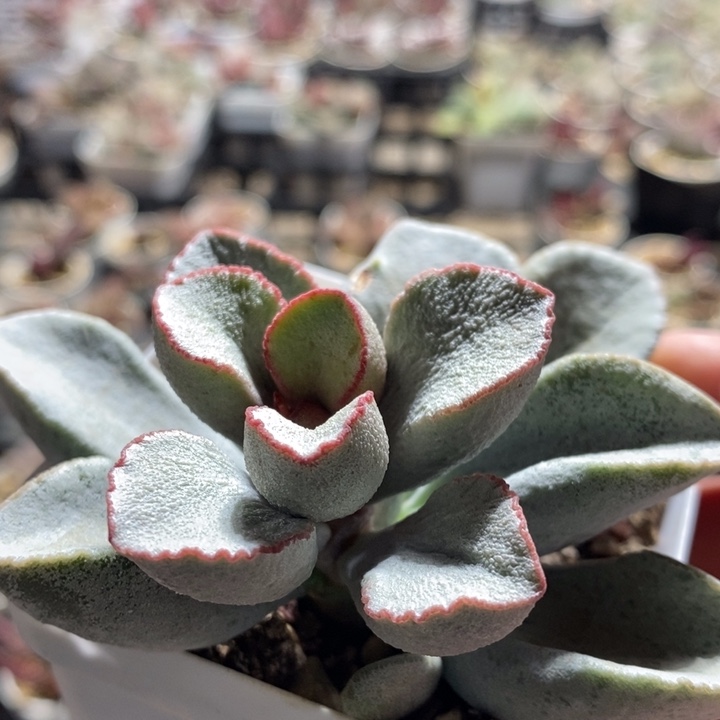 12252一个一个一个