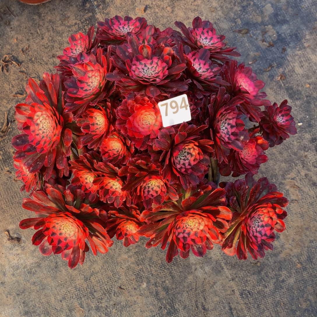 【闪购商品】牡*红铜794000000000000